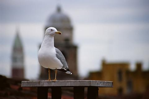Gabbiano reale Larus michahellis a Venezia